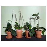 4 - live orchid plants