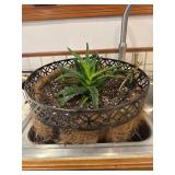 Assorted plants and pots