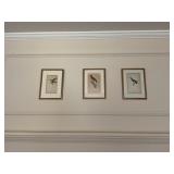 Bird pictures