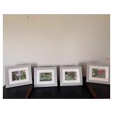 Framed Photographs