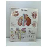 1983 Anatomical Chart of the Kidney