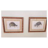 Framed Tortoise Prints by J.D.C. Sowerby