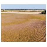 Tract 3:  44 Acres