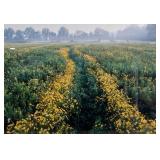 Framed print tickseed trail signed by Rondell