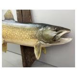 Taxidermy 25 Inch Trout Fish Mount