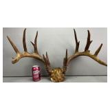 Huge Whitetail Buck Deer Rack Horns/Antlers
