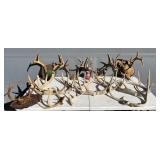 Whitetail Buck Racks-Antlers-Horns Lot