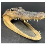 Alligator head