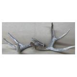 Deer antlers