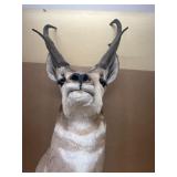 Prong-horn Antelope Shoulder Mount, Nice!