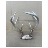 Deer antlers-NO SHIPPING