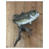 Taxidermy fish
