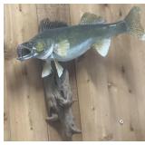 Taxidermy fish