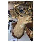 Mounted Deer Head-Big Garage