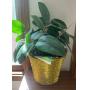 "PERMANENT" PLANT
