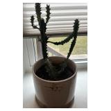 LIVE CACTUS W/PLANTER