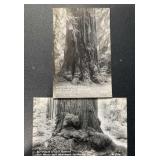 (2) DIFFERENT "OLD" POSTCARDS-CHECK OUT THE PIC (2) DIFFERENT "OLD" POSTCARDS-CHECK OUT THE PIC