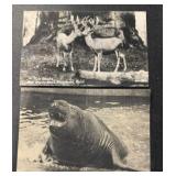 (2) DIFFERENT "OLD" POSTCARDS-CHECK OUT THE PIC (2) DIFFERENT "OLD" POSTCARDS-CHECK OUT THE PIC