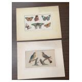 (2)WILDLIFE REFERNCE PIC'S-BY THE PIECE TIMES