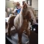 HORSE COLLECTIBLES-ARTWORK-FURNITURE-HOLIDAY DECORATIONS-XMAS TREES-ROCKER-CURIO-PLUSH PONY