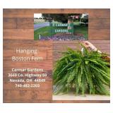 Carmar Gardens Fern