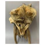 Tanned Coyote Fur-Head-Nice Display Piece