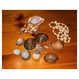 Assorted Sea Shells