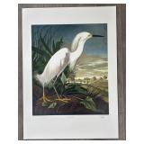 "Snowy Egret" Master Edition J.J. Audubon