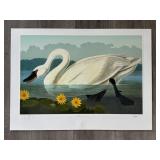 "Whistling Swan" Master Edition J.J. Audubon