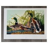 "Mallard Duck" Master Edition Inc. Print