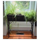 Wicker Plant Stand Includes Spider Plants