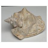 Large Conch Shell