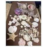 Sea Shells Star Sand Dollars Small Shells