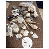 Shells Sand Dollar Crab Coral Reef Mix