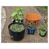 Nice Collection of Plants and Planters. 5 total,