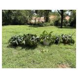 Plants 5 Peace Lilies