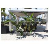 Set 5  RH Planters with Plants