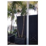 Set 4 RH Planters with Palms