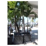 Set 4 RH Planters with Palms