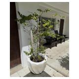 Pair Large White Fluted Concrete Planters
