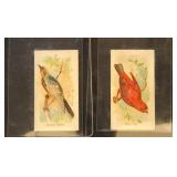 1880s Allen & Ginter Song Birds & Game Chickens To