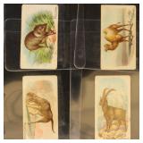 1909 Philadelphia Caramel Zoo Cards 4 different E2