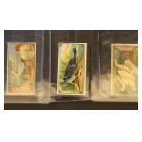 1880s Allen & Ginter Game Birds Tobacco Cards, 6 d