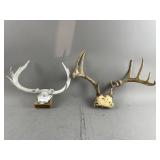 10 Point Deer Antler Mounts