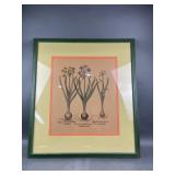 Victorian Botanical Flower Print Reproduction