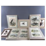 Birds Of America Antique Prints