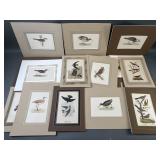 Birds of America Antique Chromolithograph