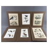 Birds Of America Antique Prints
