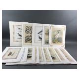 Antique Chromolithographs Birds of America