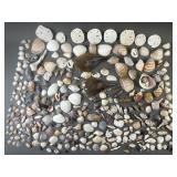 Seashells & Sand Dollars For Crafts